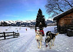 Op de huskyslee met Snowy en co. rr <br>