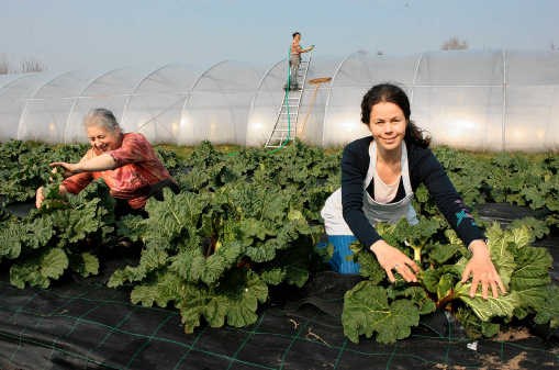 Clara (links) en Edina te midden van een veldje rabarber. Twee weken geleden nog vijf centimeter groot, volgende maand oogstklaar.Gianni Barbieux