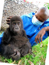 De babygorilla wordt momenteel verzorgd door medewerkers van het Mountain Gorilla Veterinary Project.
