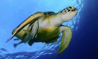 Zeeschildpadden proberen soms drijvend plastic te eten. Een dieet dat om moeilijkheden vraagt. shutterstock