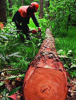 In enkele weken gaan er vijftienduizend bomen tegen de vlakte.tab