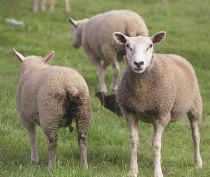 Wie in contact komt met besmette schapen of geiten, kan zwaar ziek worden.