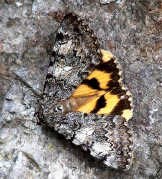 Klein geel weeskind.natuurpunt