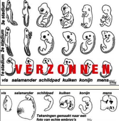 Fragment uit de brochure, die elke evolutie verwerpt.rr