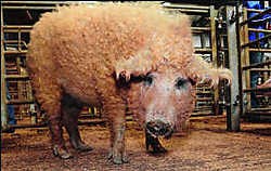 Binnenkort wordt er op landgoed Altembrouck gekweekt met dit Mangalitsa-varken. Photo News