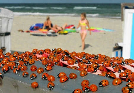 Lieveheersbeestjes bezetten een strandstoel in Warnemünde, aan de Duitse Oostzeekust. epa