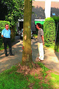 Al 20 jaar vragen de bewoners om de bomen midden op hun oprit weg te nemen. mvn