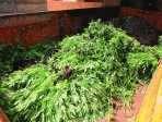 Alle planten werden in beslag genomen. lvh