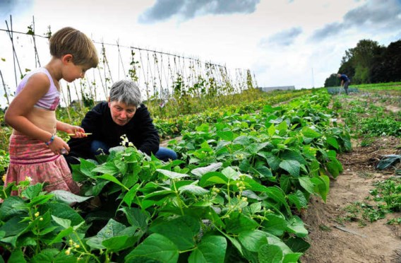 In de tuin van Het Open Veld kan je zelf je groenten plukken. Bart Dewaele