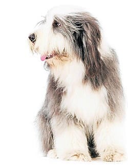 Velen kennen de 'bearded collie' beter als de goedlachse Samson van Studio 100. shut