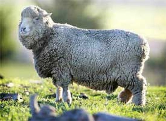 Oudste schaap ter wereld bezwijkt aan hittegolf