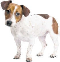Jack Russell