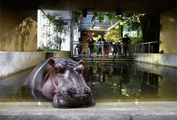 Hoogbejaard nijlpaard overleden in Amsterdamse dierentuin