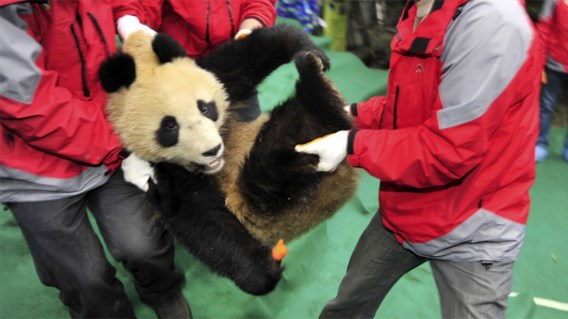 IN BEELD XL. Reuzenpanda's voor de Wereldtentoonstelling