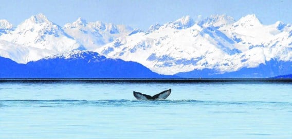 Een walvissenstaart voor de kust van Alaska. De Inuit-bevolking klaagt bedrijven als ExxonMobil en BP aan als verantwoordelijken voor de klimaatverandering waardoor zij schade lijden. ap