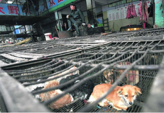 Op de markt in Wuhan worden honden verkocht. Niet als huisdier in spe maar om geslacht en opgegeten te worden.epa