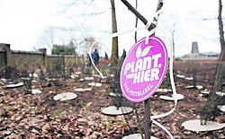De gemeente kiest resoluut voor inheemse soorten om het kasteelpark in te kleden. ppn