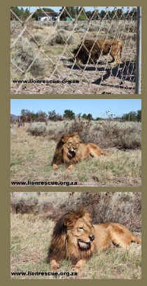 Brutus was bij aankomst in Kaapstad wat versuft, maar stortte zich na enkele uren hongerig op enkele kippen. Drakenstein
