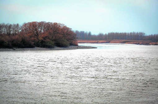 Ondanks de stevige stroming zijn reeën erin geslaagd de Schelde over te steken ter hoogte van Bornem.shb