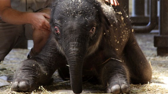 IN BEELD XL. Mirakelolifant wordt Pathi Harn gedoopt