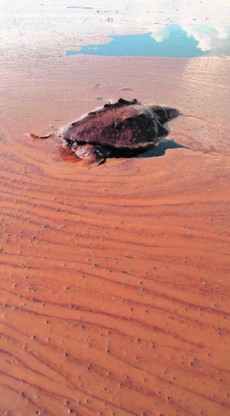 Een dode schildpad drijft op een olievlek in Barataria Bay, Louisiana. Charlie Riedel/ap