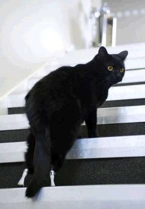 Oscar de bionische kat