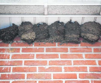 Nest naast nest naast nest.svde