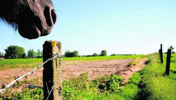 'De Oeso en Eurostat stellen “platteland, gelijk met het begrip “dunbevolkt,', zegt de Oeso. 'Terwijl je moet uitgaan van het karakter van regio's.'Katrijn Van Giel