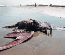 Elmer's Island, Louisiana.pn