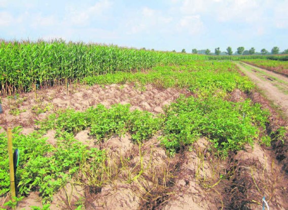 Aardappelen aangetast door phytophthora op een proefveld in Nederland.vib
