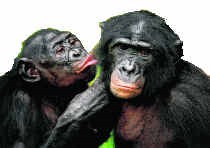 We kunnen veel leren van tedere momenten tussen bonobo's. rtr