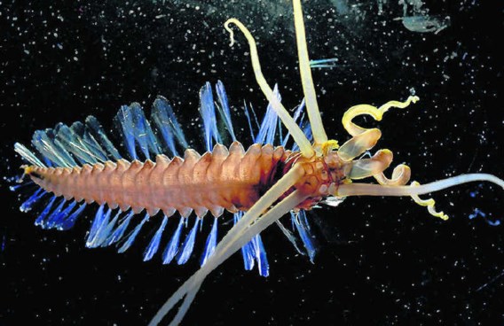 Een worminktvis uit de Celebes-zee