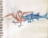 Met dit marginaaltje van een vis die een roze vogel in de staart hapt, heeft de middeleeuwse illuminator een hersteld scheurtje in het perkament willen verdoezelen.bv