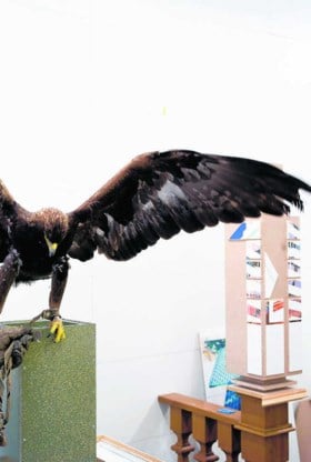 Roofvogels mochten tijdens de voorbereiding vrij rondvliegen in het atelier. Het levert bevreemdende maar prachtige beelden op. Atelier Jan De Cock