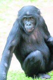 De overleden bonobo Jasiri.js