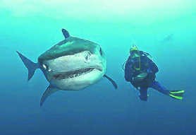 Vriendelijke haaien in 'Sharkwise'.rr