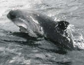 Een bruinvis.hh