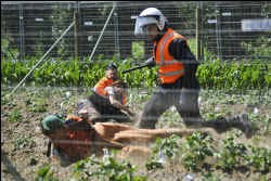 De veldvernielers boycotten het onderzoek naar de risico's van genetische manipulatie. photo news