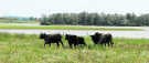 De Galloways grazen aan een uniek natuurgebied in Rotem. ppn