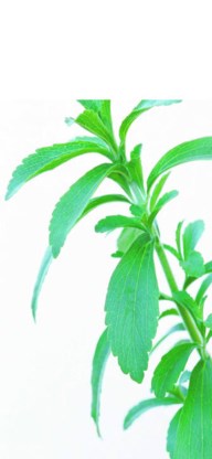 Stevia rebaudiana. corbis
