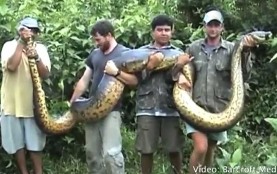 5,5 meter lange anaconda gevangen | Standaard Mobile