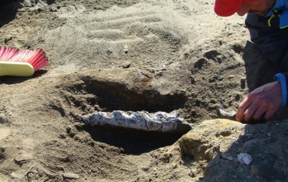 Fossielen van walvis van 49 miljoen jaar oud ontdekt op Antarctica