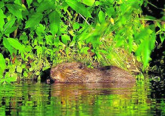 ‘De bever is de superstar van het natuurbeheer', zegt Rubbers.rr