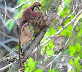 Microraptor heeft een vogel gevangen. Brian Choo/ pnas