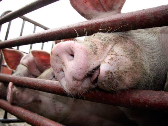 Overheid gaat Vlaamse varkenssector steunen