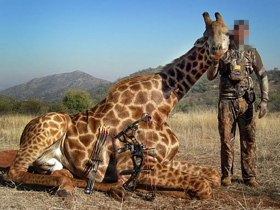 Giraffen worden doelwit van nieuwe gezinsvakanties | De Standaard