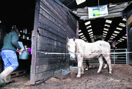 halfrond Keelholte gebied Er staat een paard in de kou (Laarne) | De Standaard Mobile