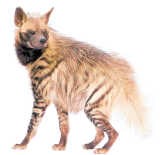 Hyena's proeven geen zoet.ss