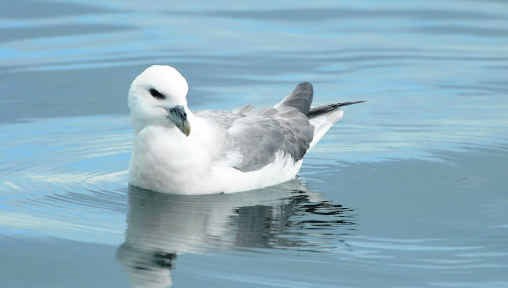 De Noordse stormvogel, het vliegend vuilnisvat van de Noordzee.Ronald Messemaker/Buiten-Beeld
