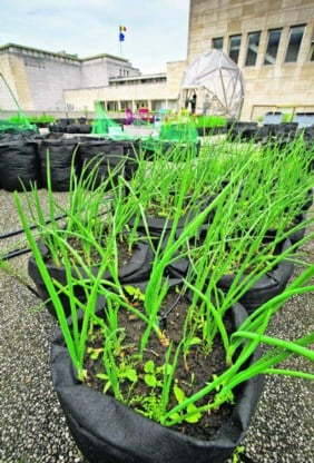 De plantjes groeien in zwarte zakken, gemaakt uit geotextiel.